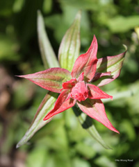 LakeStevensFlower_33