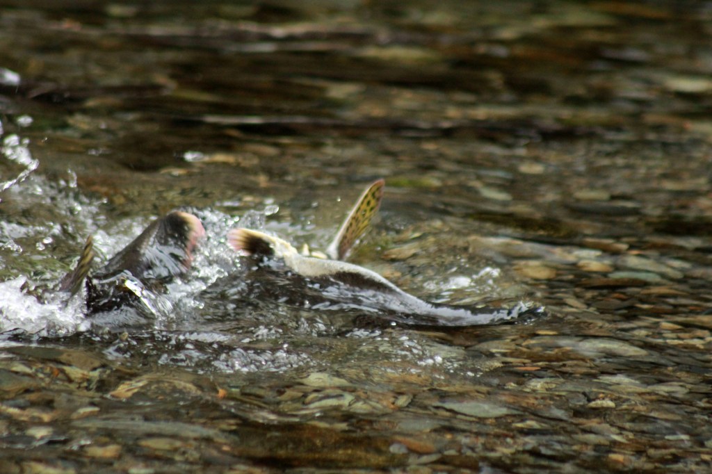 Salmon in creek